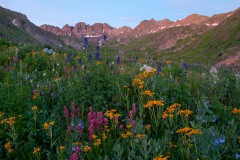 Wildflowers of American Basin || Colorado