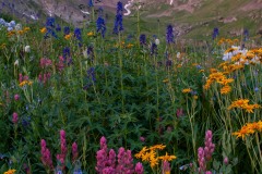 Wildflowers of American Basin || Colorado