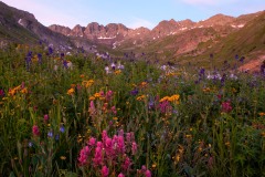 Wildflowers of American Basin || Colorado