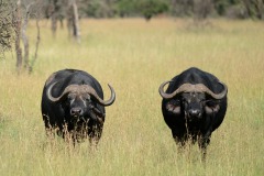 African Buffalo || Serengeti National Park, Tanzania