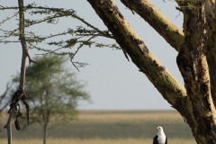 African Fish Eagle || Serengeti National Park, Tanzania