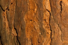 Bark || Mgahinga Gorilla National Park, Uganda