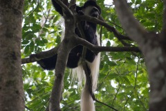Black and White Colobus Monkey || Arusha National Park, Tanzania