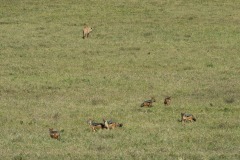 Black-backed Jackal and Lion Spar over Kill || Ngorongoro Crater, Tanzania