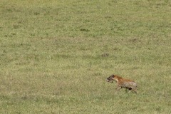 Black-backed Jackal with Lion Kill || Ngorongoro Crater, Tanzania