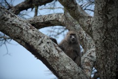 Chacma baboon || Serengeti National Park, Tanzania