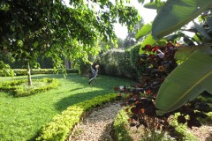 Crested Crane at Hotel || Kigali, Rwanda
