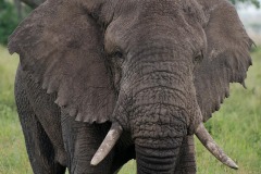 Elephant || Serengeti National Park, Tanzania