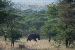 Elephant Stroll || Serengeti National Park, Tanzania