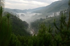 Fog in the Virunga Mountains || Uganda