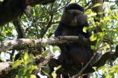 Golden Monkeys || Mgahinga Gorilla National Park, Uganda