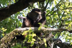 Golden Monkeys || Mgahinga Gorilla National Park, Uganda