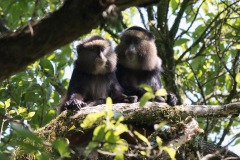 Golden Monkeys || Mgahinga Gorilla National Park, Uganda