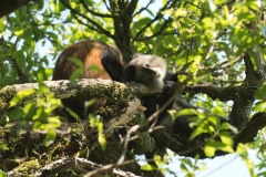 Golden Monkeys || Mgahinga Gorilla National Park, Uganda