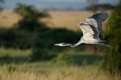 Grey Heron Flight 2 || Serengeti National Park, Tanzania