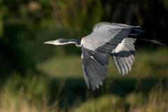 Grey Heron Flight 3 || Serengeti National Park, Tanzania