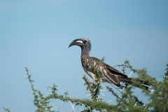 Grey Hornbill || Serengeti National Park, Tanzania