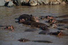Hippopotamus || Serengeti National Park, Tanzania