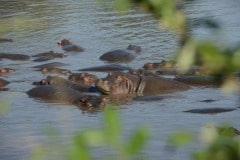 Hippopotamus || Serengeti National Park, Tanzania