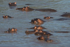 Hippopotamus || Serengeti National Park, Tanzania