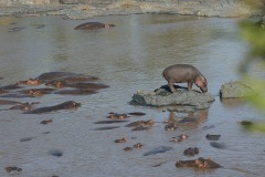 Hippopotamus || Serengeti National Park, Tanzania