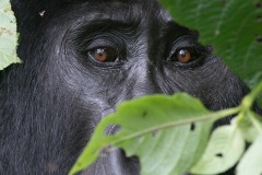 Kahungye Gorilla || Bwindi Impenetrable National Park, Uganda