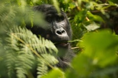 Kahungye Gorilla Family || Bwindi Impenetrable National Park, Uganda