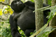Kahungye Gorilla Family || Bwindi Impenetrable National Park, Uganda