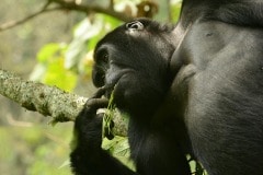 Kahungye Gorilla Family || Bwindi Impenetrable National Park, Uganda