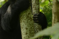 Kahungye Gorilla Family || Bwindi Impenetrable National Park, Uganda