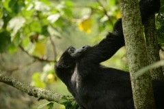 Kahungye Gorilla Family || Bwindi Impenetrable National Park, Uganda
