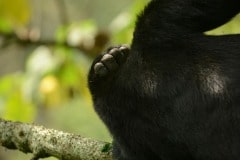 Kahungye Gorilla Family || Bwindi Impenetrable National Park, Uganda