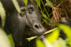Kahungye Gorilla Family || Bwindi Impenetrable National Park, Uganda