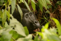 Kahungye Gorilla Family || Bwindi Impenetrable National Park, Uganda