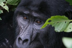 Kahungye Gorilla Family || Bwindi Impenetrable National Park, Uganda