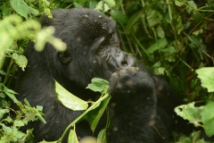 Kahungye Gorilla Family || Bwindi Impenetrable National Park, Uganda