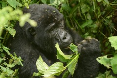 Kahungye Gorilla Family || Bwindi Impenetrable National Park, Uganda