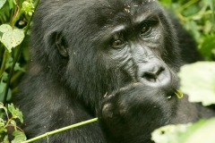 Kahungye Gorilla Family || Bwindi Impenetrable National Park, Uganda
