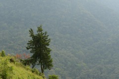 Kashasha Valley || Virunga Mountain, Uganda