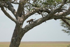 Leopard Cub || Serengeti National Park, Tanzania