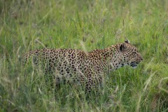 Leopard Watch || Serengeti National Park, Tanzania