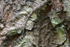 Lizard in Camo || Jozani Chwaka Bay National Park, Zanzibar
