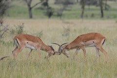Male Impala Sparing || Serengeti National Park, Tanzania