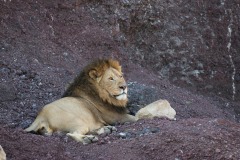 Male Lion || Ngorongoro Crater, Tanzania