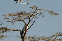 Marabou Stork || Serengeti National Park, Tanzania