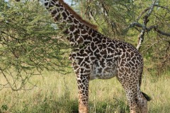 Masai Giraffe || Serengeti National Park, Tanzania