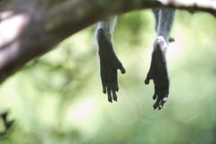 Monkey Relaxation || Jozani Chwaka Bay National Park, Zanzibar