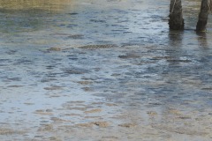 Nile Crocodile Camouflage || Serengeti National Park, Tanzania