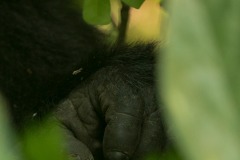 Nkuringo Gorilla || Bwindi Impenetrable National Park, Uganda