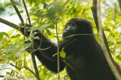 Nkuringo Gorilla || Bwindi Impenetrable National Park, Uganda